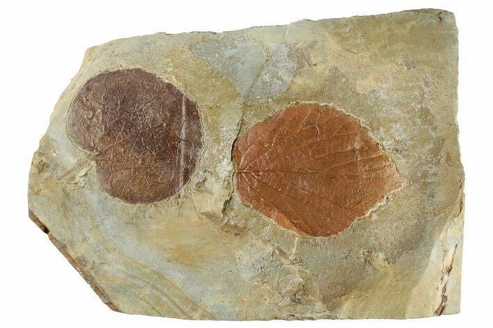 Plate with Two Fossil Leaves (Two Species) - Montana #268343